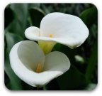 arum-lilies